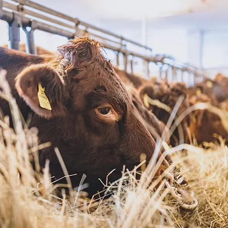 Hotel Vorderronach Saalbach-Hinterglemm